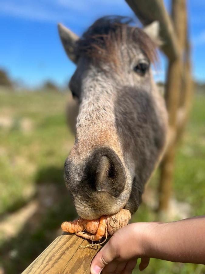Reflexos D'Alma Turismo Rural Estremoz Eksteriør billede